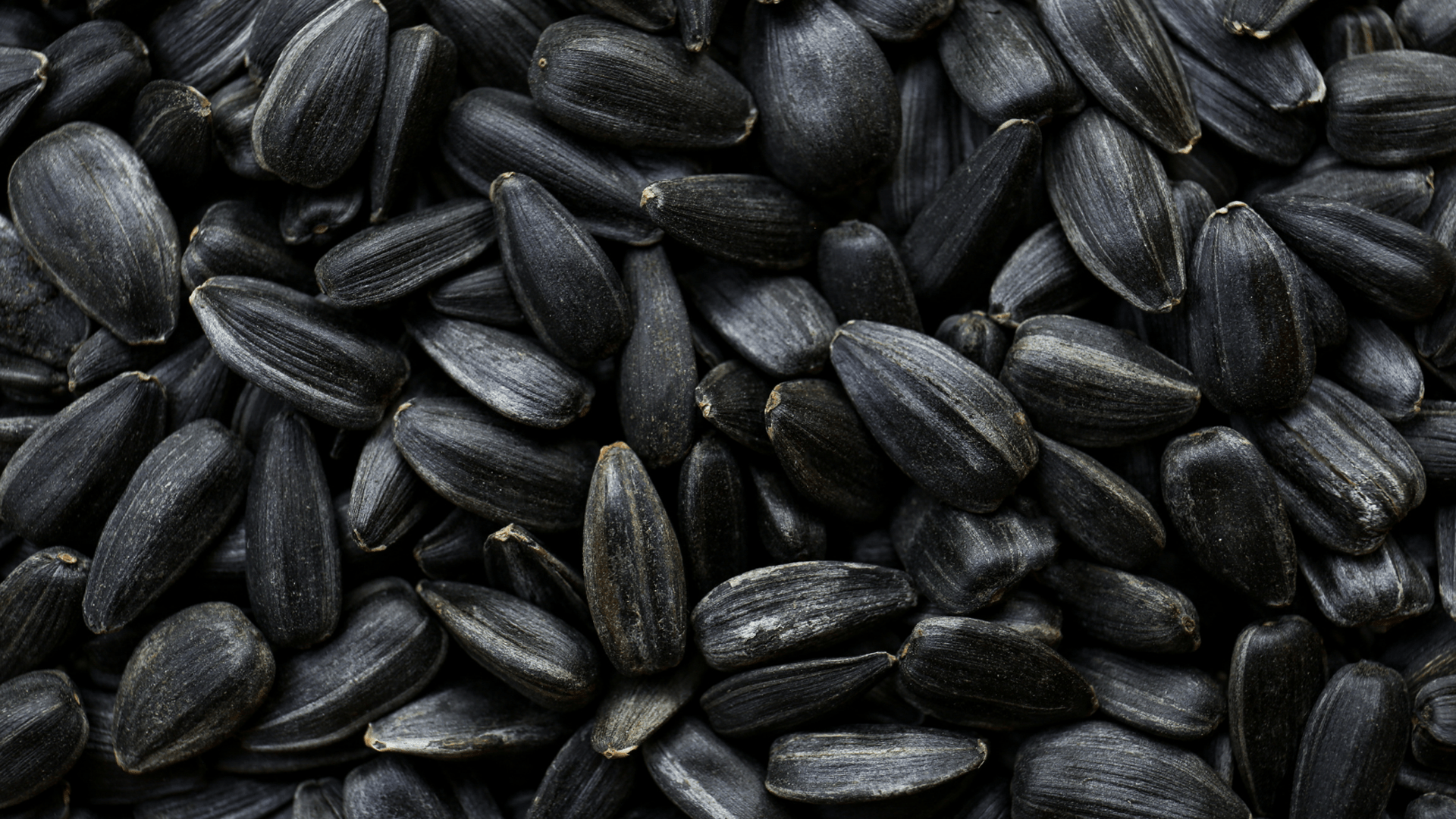 Sunflower Seeds High Oleic 